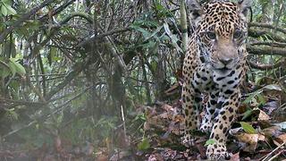 Cusco: conoce a la hormiga isula, el jaguar, el tapir y demás especies captadas en Camisea (FOTOS)