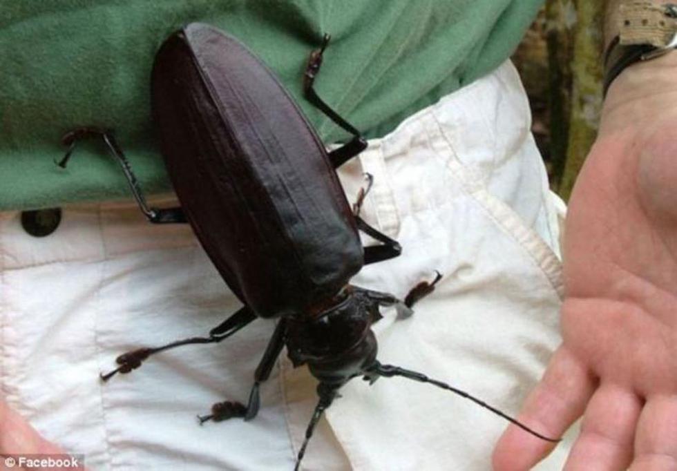 El escarabajo más grande del mundo vive en el Perú 