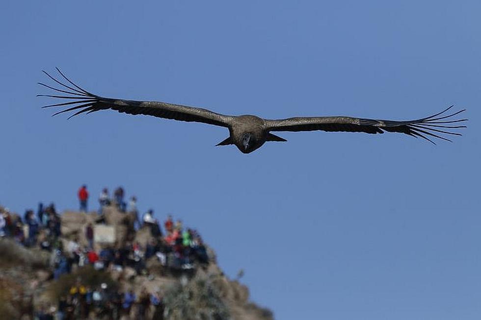 Aves del Colca, la biodiversidad en el cañón más profundo (VIDEO)