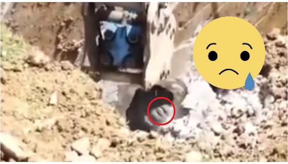 Impresionante en YouTube: inesperado hallazgo de este animalito en medio de excavación