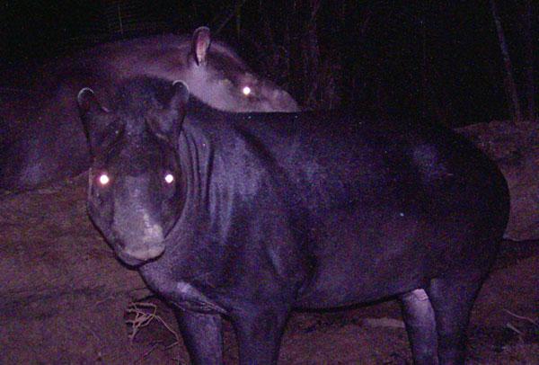 Hallan nueva especie de tapir en región amazónica de Colombia y Brasil