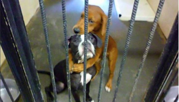  ¿Por qué esta foto de ‘abrazo’ entre dos perros los salvó de morir?