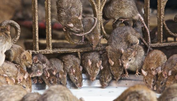 India: El templo de las ratas sagradas
