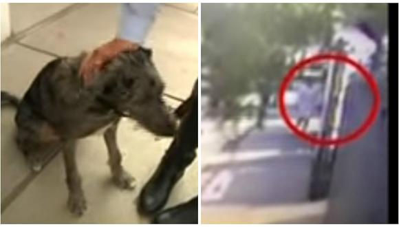 Acusan a vecina de envenenar a perrito de seis meses porque le molestan los ladridos (VIDEO)