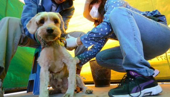 11 mil canes fueron vacunados en Arequipa para controlar casos de rabia