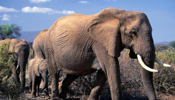 Niña "habló" con elefantes que invadían su pueblo y salvó a sus vecinos 
