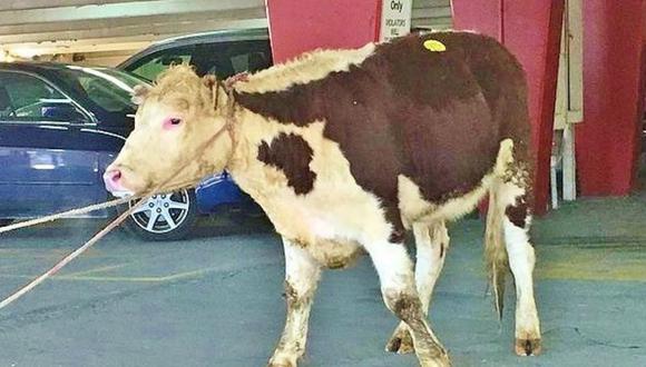 Vaca se escapó de ser sacrificada y terminó en un santuario animal
