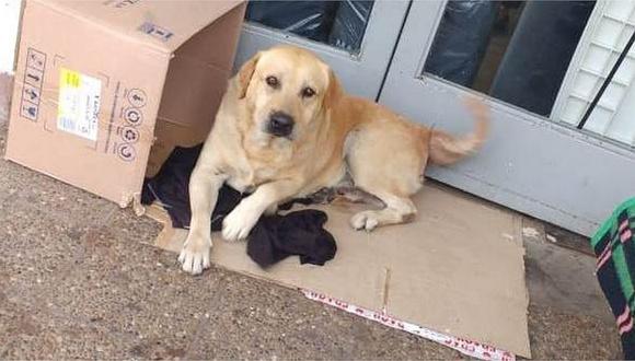 Toto, el perrito que espera en la puerta del hospital a su dueño fallecido (FOTO)
