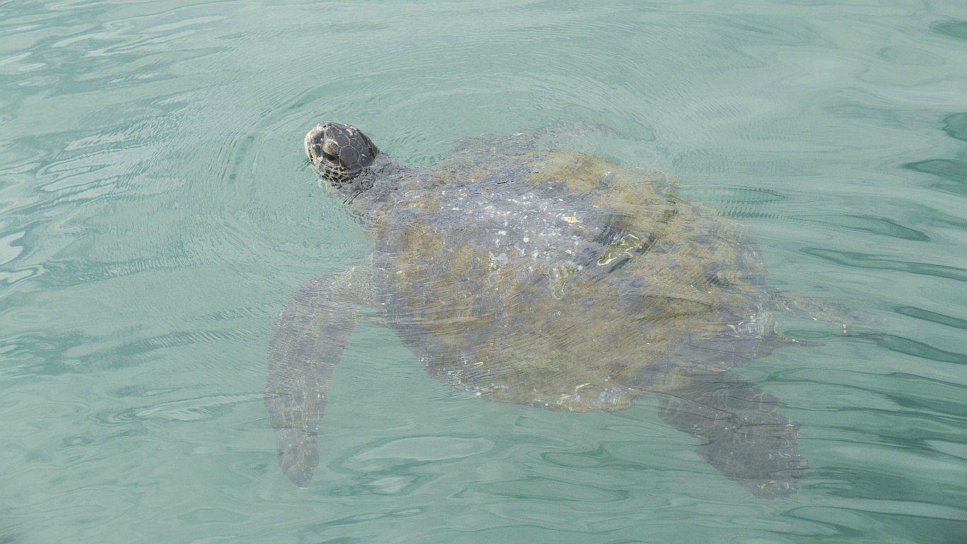 Piura: El peligro constante que viven las tortugas marinas en El Ñuro