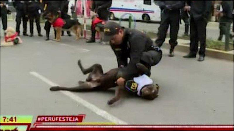 Parada Militar 2019: Brigada canina prepara un gran espectáculo para los peruanos (VIDEO)