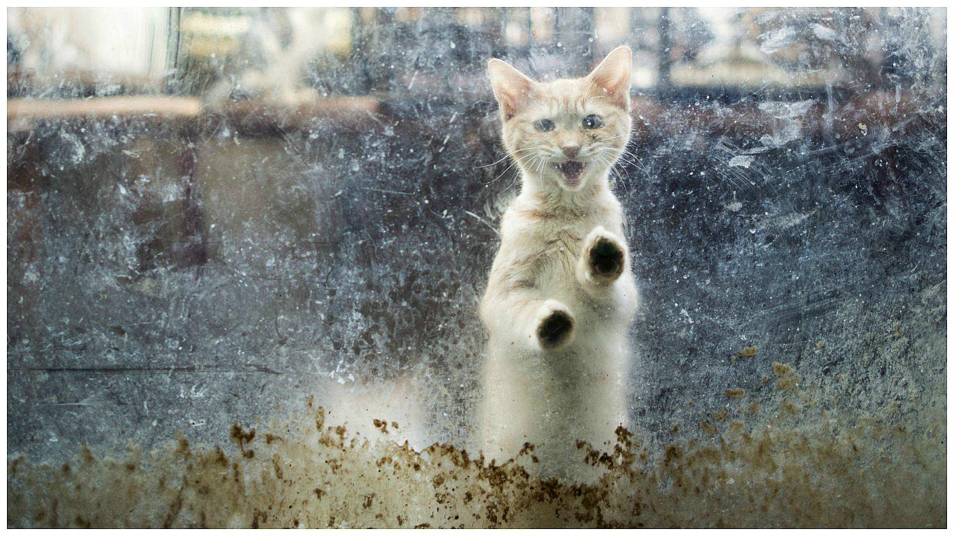 Los gatos son un peligro para el medio ambiente de la Tierra, según investigación