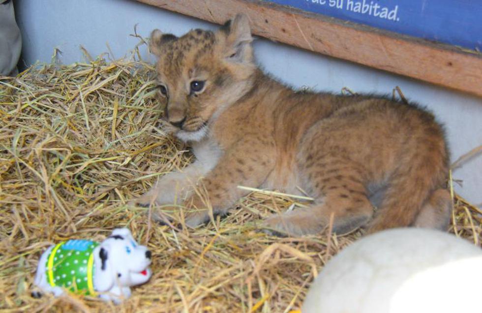 Huancayo: Nace en cautiverio cachorro de león