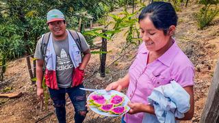 Huánuco: conoce a la pitahaya, el ‘dragón’ que combate la anemia y osteoporosis