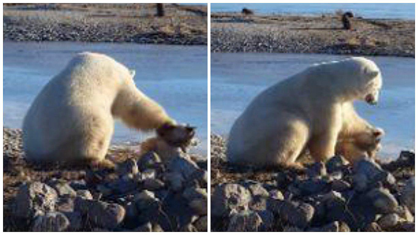 YouTube: tierna escena entre oso polar y perro de trineo emociona a usuarios