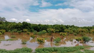 Lluvias en Piura: Más de 250 hectáreas de cultivos en caseríos de Tambogrande inundados