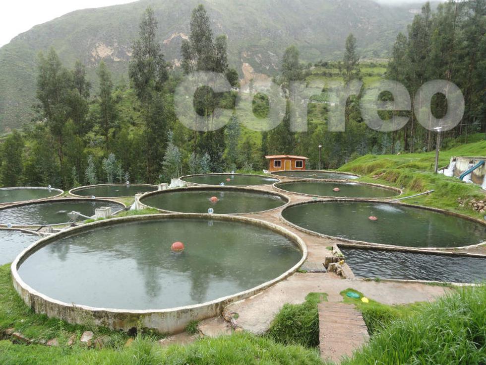 Chalhuas produce 180 toneladas de trucha  (FOTOS)