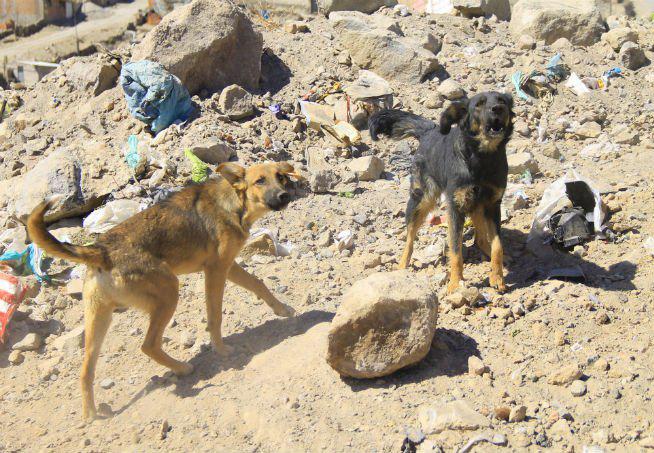 Tacna: perros callejeros serán esterilizados desde el 2016