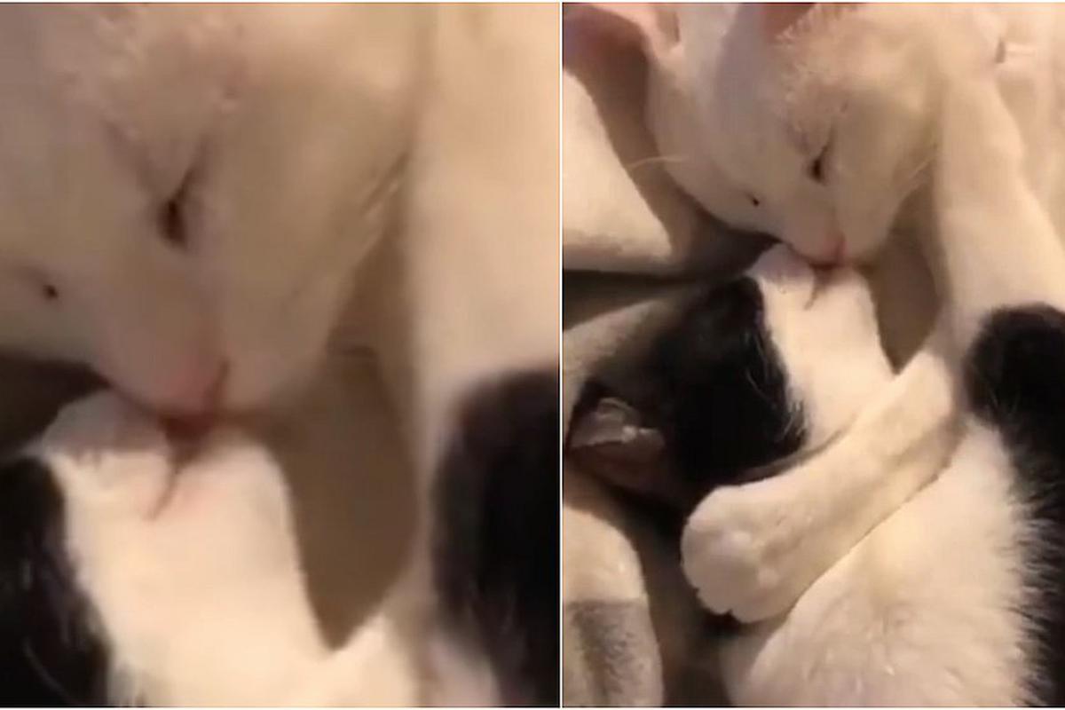 Tiernos Gatos Se Dan De Besos Y Causan Furor En Facebook Miscelanea Correo Vinilo decorativo romántico de unos lindos pajaritos dandose un piquito envuelto entre unas filigranas, florecillas y corazoncitos; tiernos gatos se dan de besos y causan
