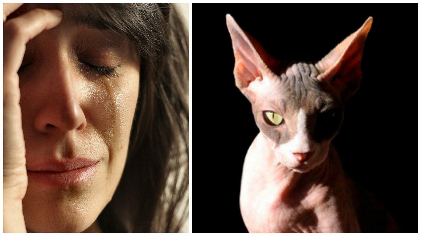 ¡Insólito! Ella pagó esta enorme cantidad de dinero por gato esfinge pero la estafan (FOTOS)