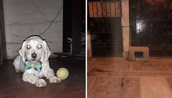 ​Los Olivos: sujeto golpeó a perro que ingresó a su vivienda y causó su muerte (FOTOS)