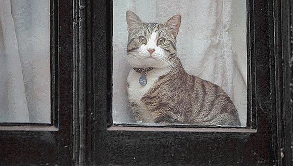 Julian Assange: Embajador de Ecuador supone que el gato fue usado como espía (FOTOS)