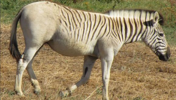 El retorno del "quagga", un animal extinguido y resucitado en Sudáfrica