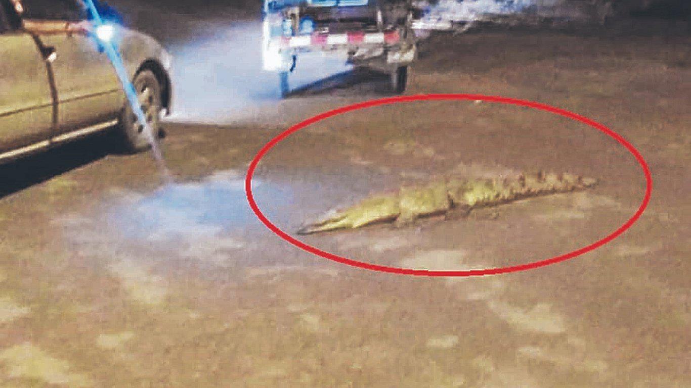 Cocodrilo es captado en calles de Tumbes y causa alarma en la población 