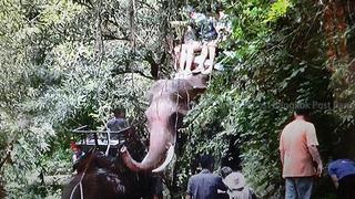 Tailandia: Elefante mata a su guardián y huye a la jungla con tres turistas al lomo