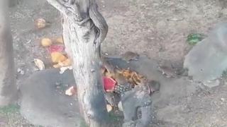 Suspenden visitas al Zoológico de Huancayo por presencia de ratas (VIDEO)