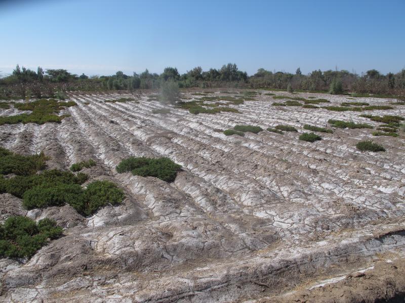 Tierras salinizadas en el valle de Ocucaje
