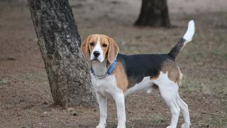 Dejan carta desgarradora junto a perro abandonado en un parque: “lo tuve que dejar”