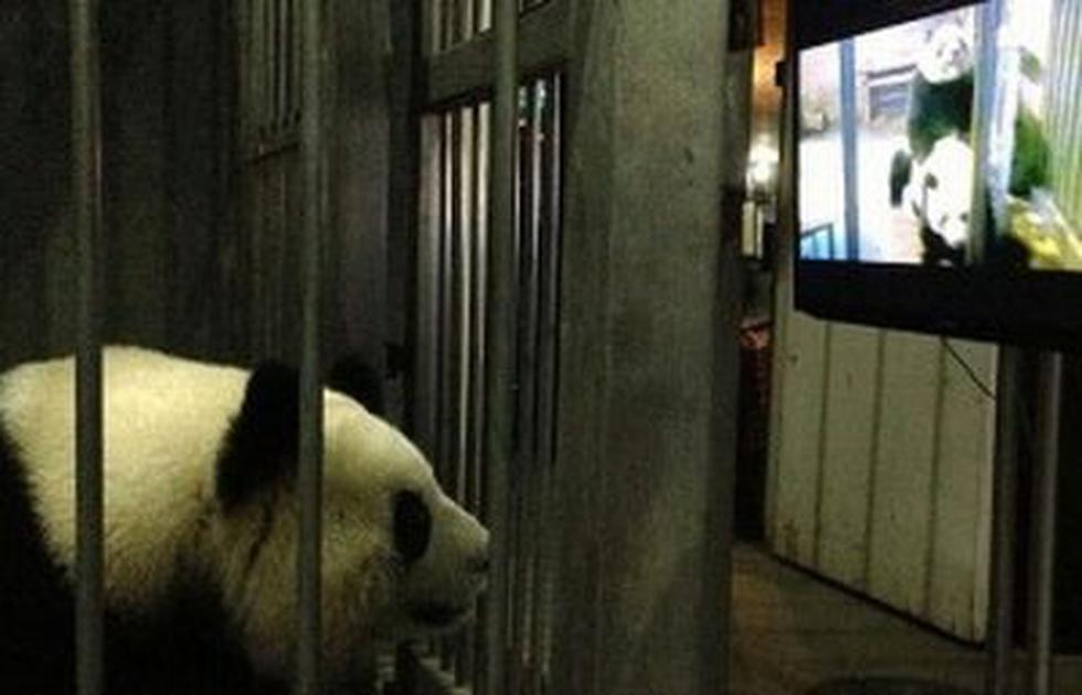 Pandas ven videos pornográficos antes de reproducirse