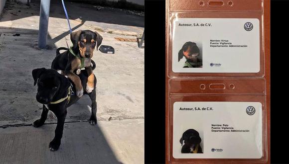 Agencia de autos adoptó a perros de la calle y los registra como “empleados” (FOTOS)