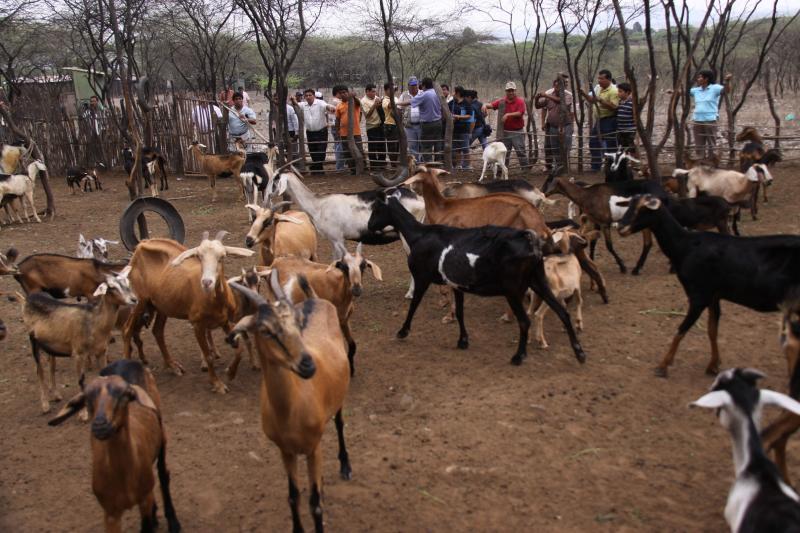 Pánico en Olmos por fiera salvaje
