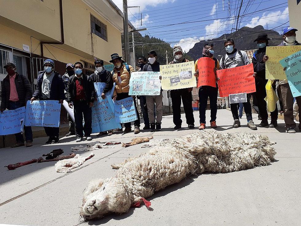 Huancavelica: 70% de crías de alpacas mueren a falta de agua