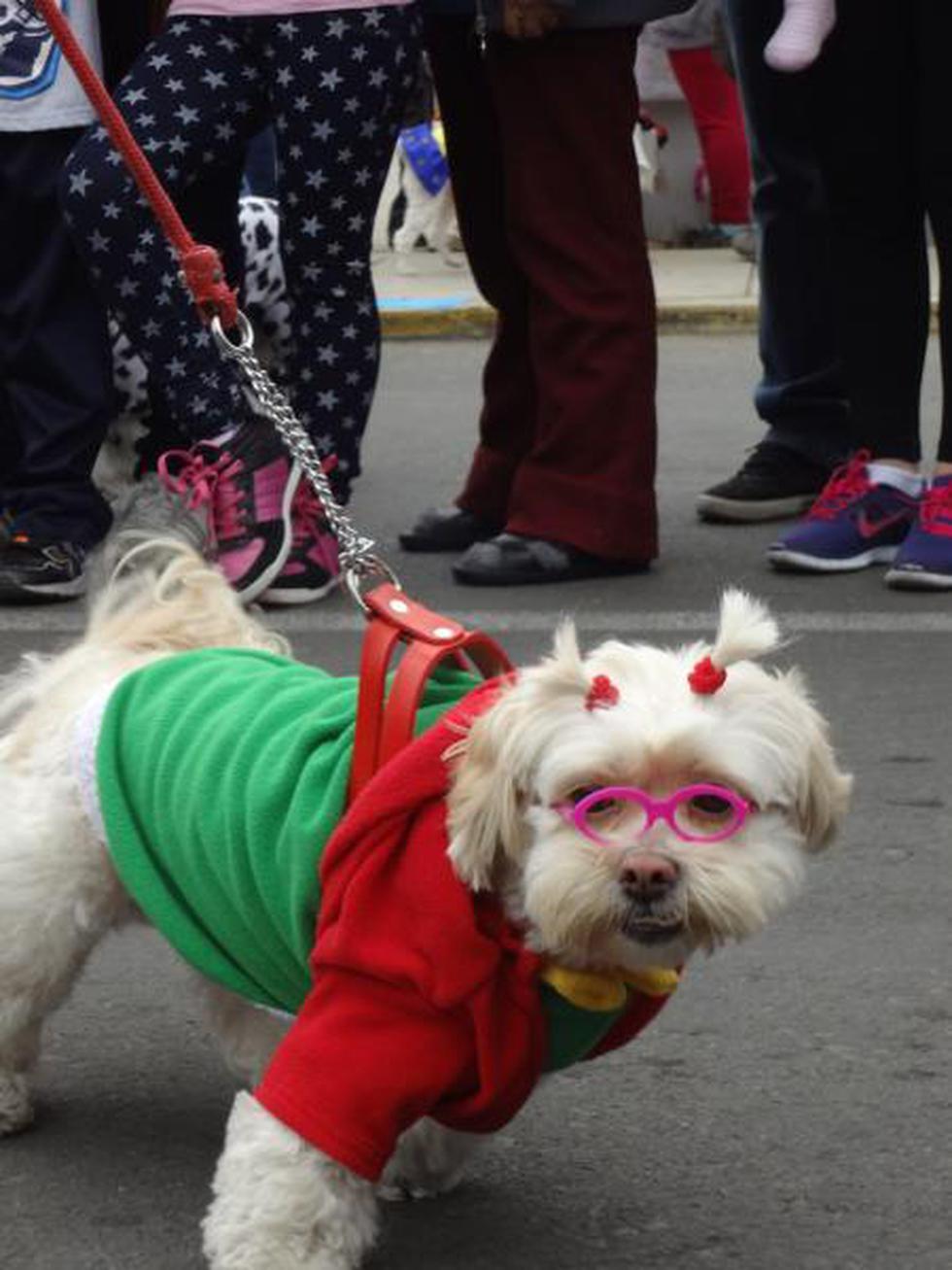 Perroton 2014: Canes lucieron sus mejores disfraces (FOTOS)