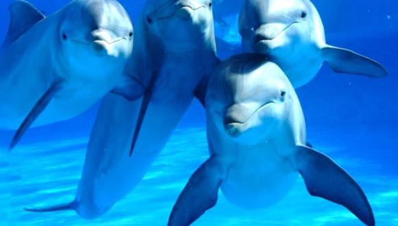 Más de mil delfines han muerto este año por virus costero