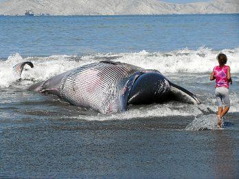 Matan a ballena de 10 metros que apareció en costas de Chimbote