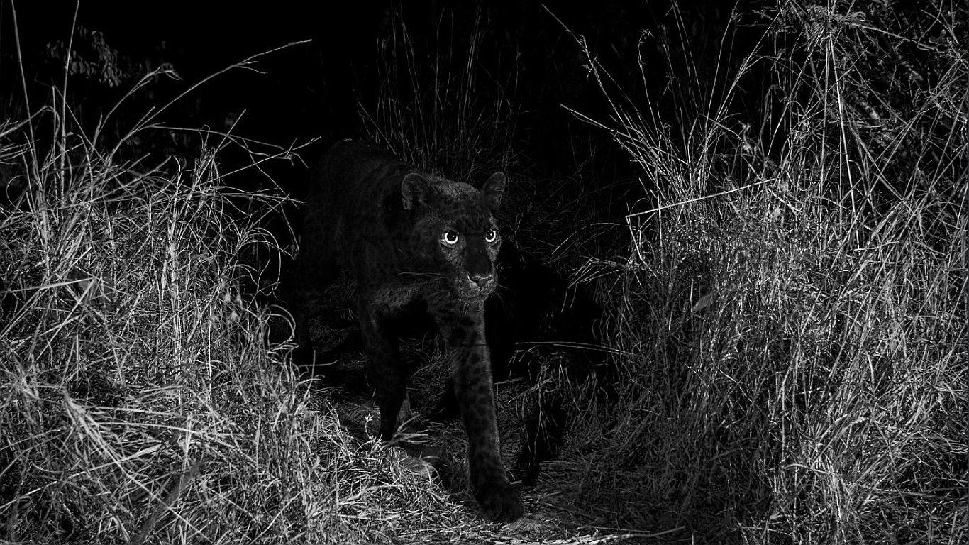 Logran fotografiar al mítico leopardo negro por primera vez en un siglo (FOTOS)