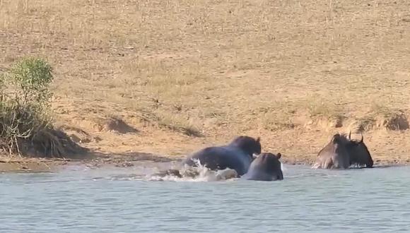 Hipopótamos ayudaron a rescatar a animal de un cocodrilo (VIDEO)