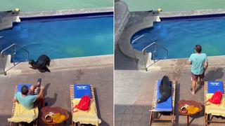 Foca entra a hotel, se da un chapuzón en la piscina y echa a un turista de una tarima