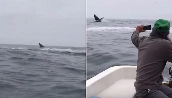 Grupo de ballenas sorprende a pescadores frente a Pucusana (VIDEO)