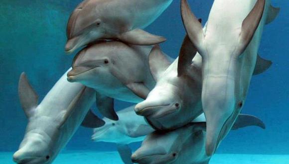 Otorgarán recompensa a quienes informen sobre caza y venta de delfines 