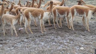 Huancavelica: Productores ganan más de un millón de soles en venta de fibra de vicuña