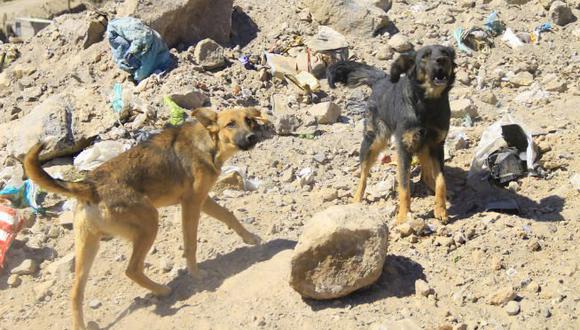 Tacna: perros callejeros serán esterilizados desde el 2016