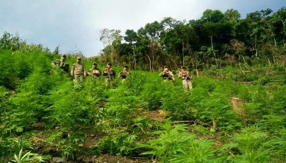 Tras un paciente trabajo de inteligencia, efectivos policiales hallaron la plantación ilegal