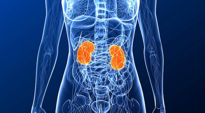 Mala alimentación puede dañar seriamente los riñones, según expertos