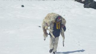 Arequipa: Frío mata cinco mil camélidos en la provincia de Caylloma