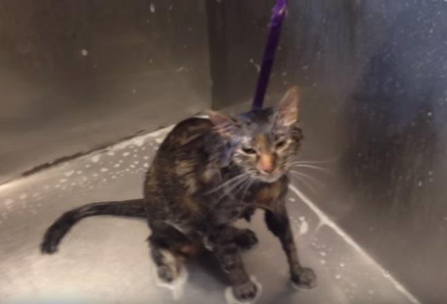 VIDEO: ​Gato "habla" al "suplicar" que ya no lo bañen