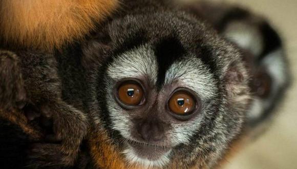 Rescatan a mono nocturno amazónico en una vivienda de Lima 